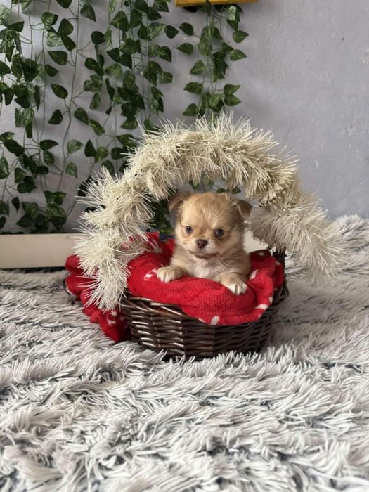 Чихуахуа момченца