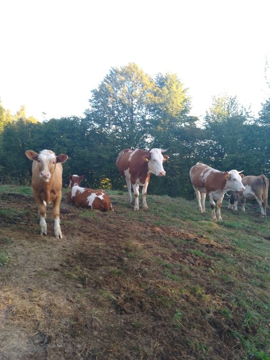 Vaci și vitei de vânzare