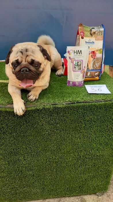 Готовятся к бронированию щенки мопсята.