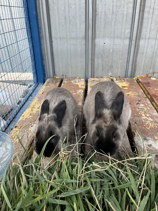 Продам кролики 2