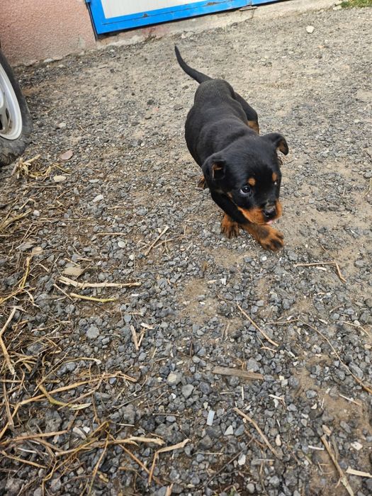 Vand catel rotweilar pui