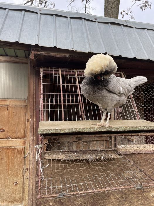 Gaini motate olandeze