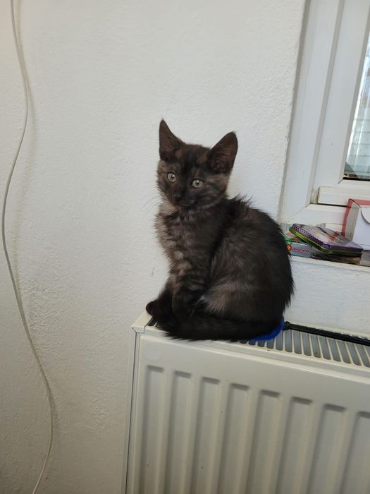 Ofer spre adopție 3 băieți de pisica!