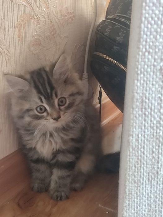 Сибирские котики