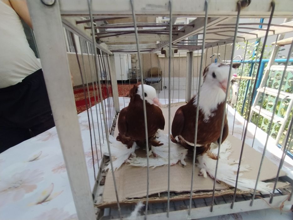 Бело головые армавиры