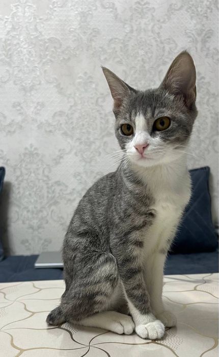 Котёнок в Хорошие руки