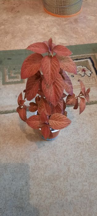 Комнатные цветы молодые