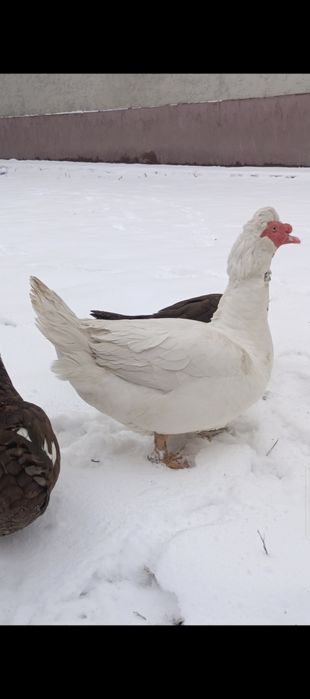 Продам семейку шепунов или обмен