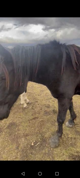 Vând manza neagra de 2 ani jumate