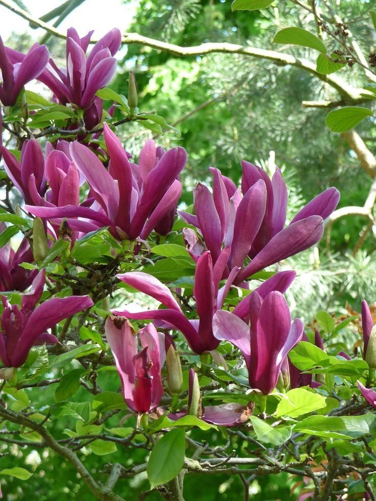 Magnolia Rustica Ruba -Roz închis