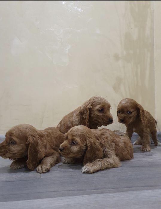 Кокер шпаньол чистокръвни