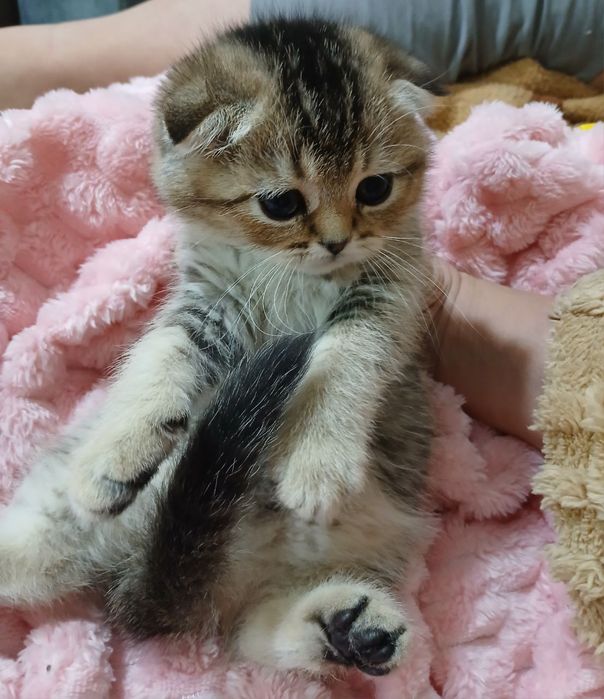 Продаю котёнка девачка