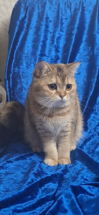 Котята Шотландский скоттиш страйт