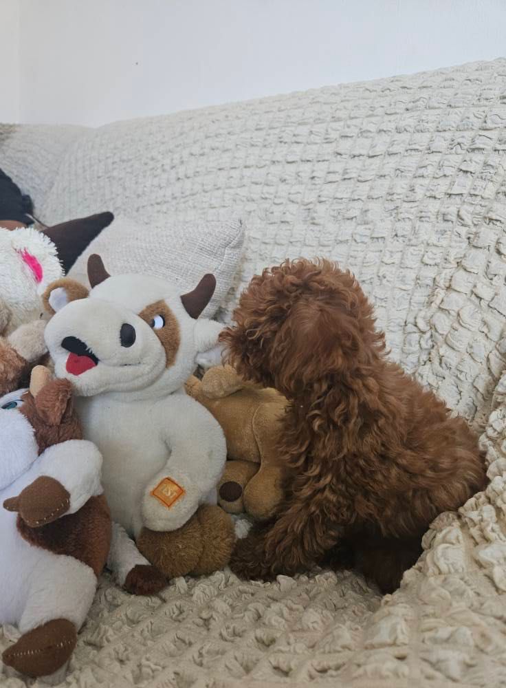 Toy Poodle Той Пудел с родословие FCI Женски
