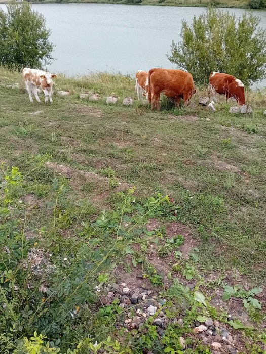 Vaci de vânzare pe alese