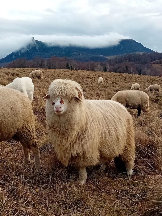 Vând oi de rasă – Bergamasca și Cap Negru German