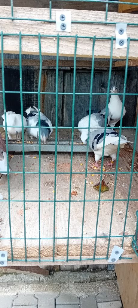 Porumbei jucători gălățeni / schimb și cu alte rase