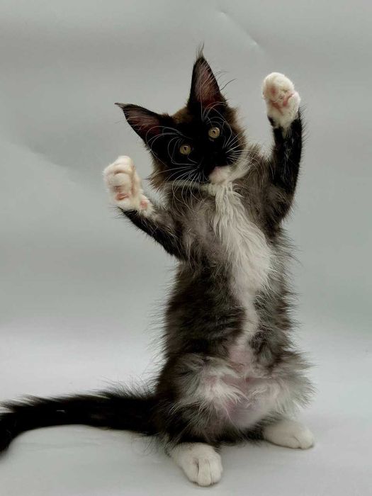 Pisica Femela Maine Coon cu pedigree (WCF AUTORIZATA) Livrare