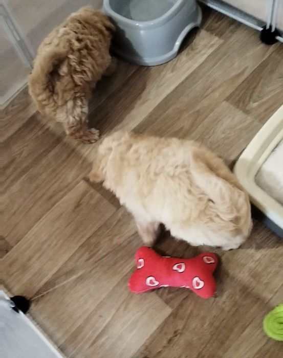 Mini/toy poodle Мини/той момченца