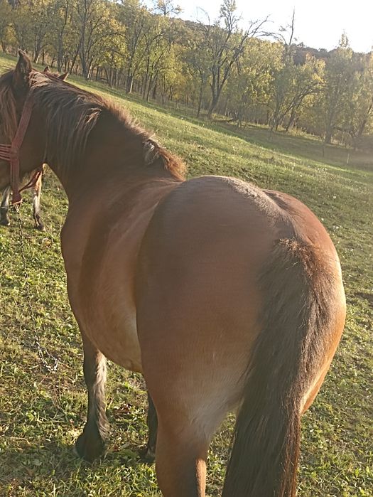 Vind iapă de patru ani cu mînz de cinci luni
