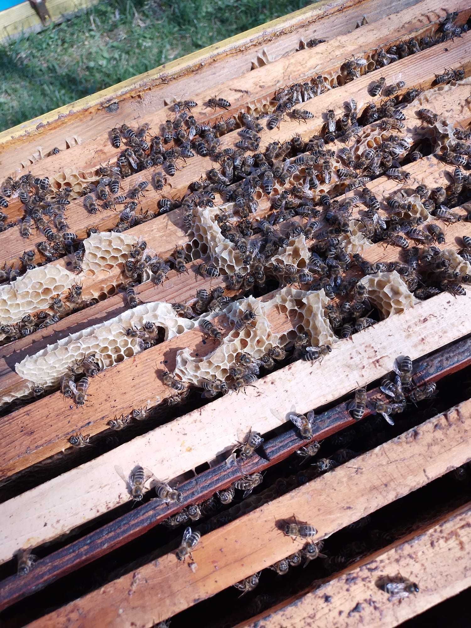 Apicultura - vand stupi cu familii de albine