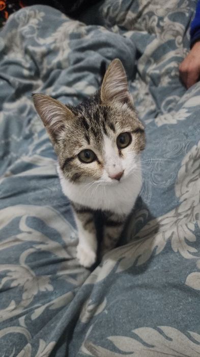 Mushuk yoshi 1 yoshda sotiladi