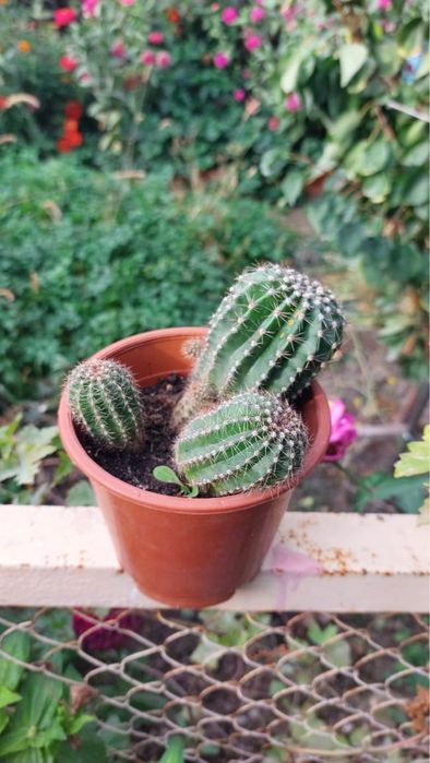 Продам кактусы домашние комнатные растения