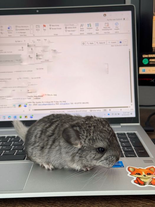 Vand pui chinchilla femela / Sinsila / Chinchila