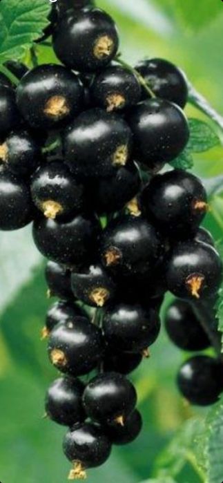 Nuci chandler.Coacaz.Migdal.Cais.Ciresi.Pruni.Visin.Alun.Aronia.MUR>RO