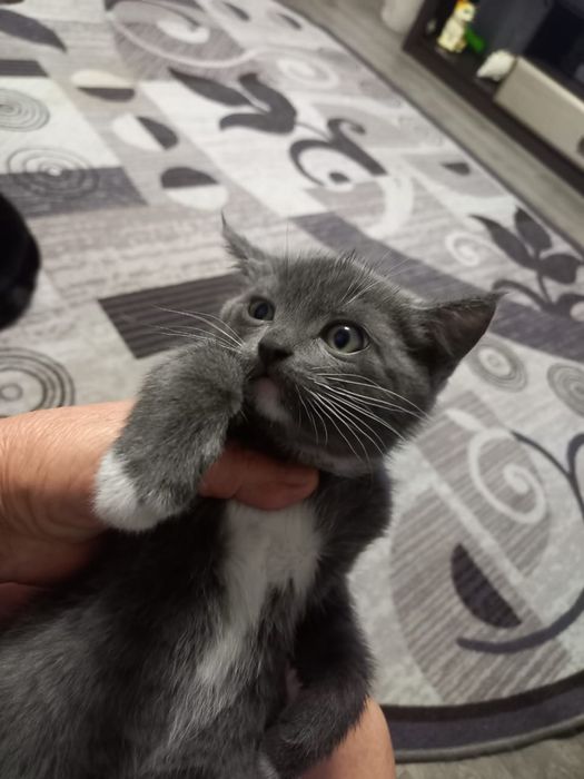 Подарю красивого котенка