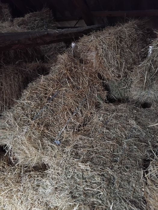 Baloți  paie de vânzare!