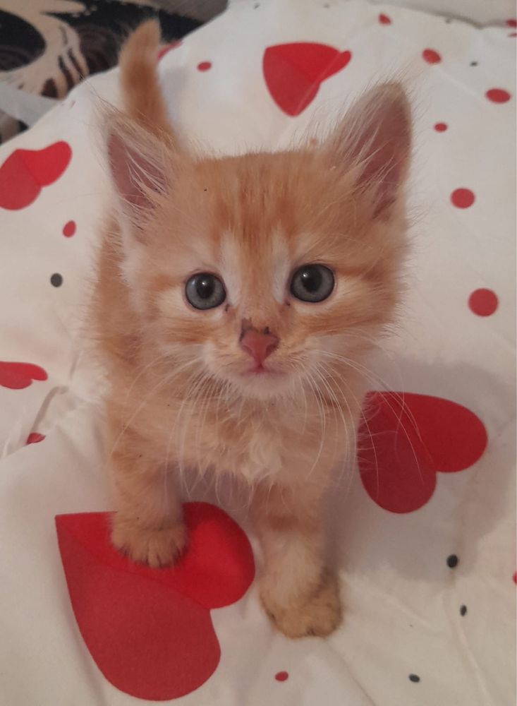 котятта ищут дом