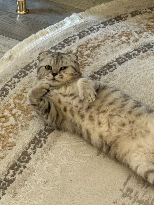 Кот 1 год 5 месяц