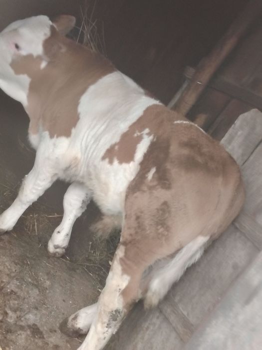 Vând vițel 3luni jumate