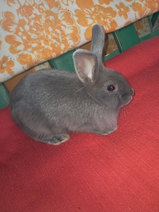 Iepurasi dragalasi
