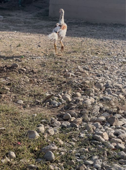 Шамо шоже 3 айлык