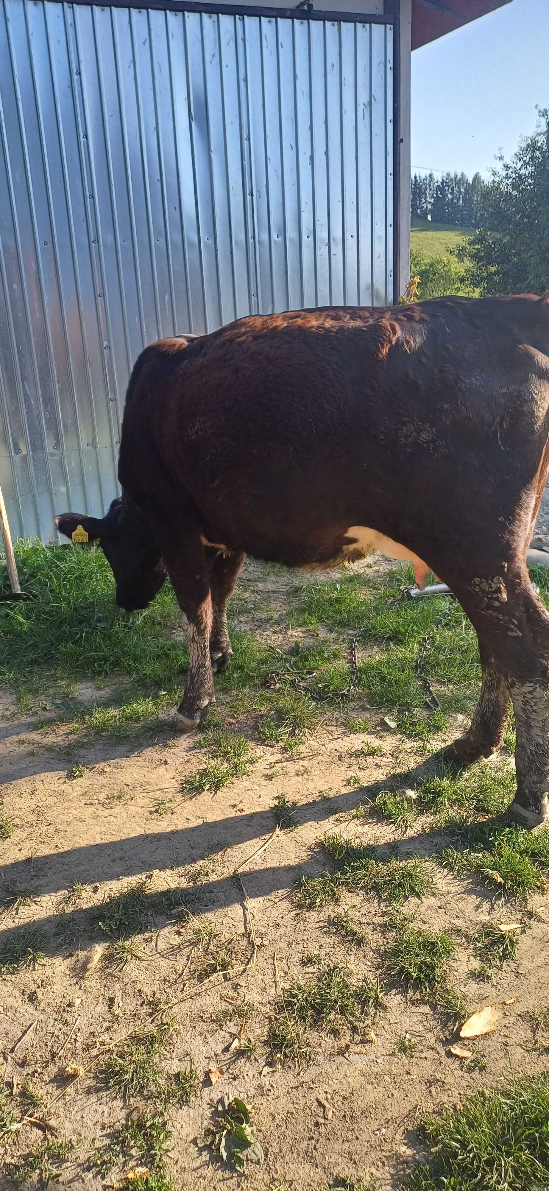 Vand juninca Angus cu vitel