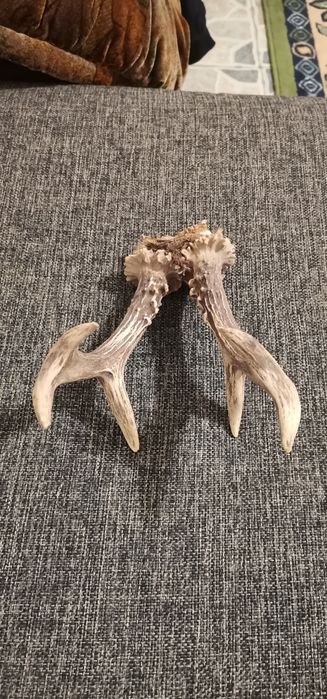 Trofeu coarne caprior