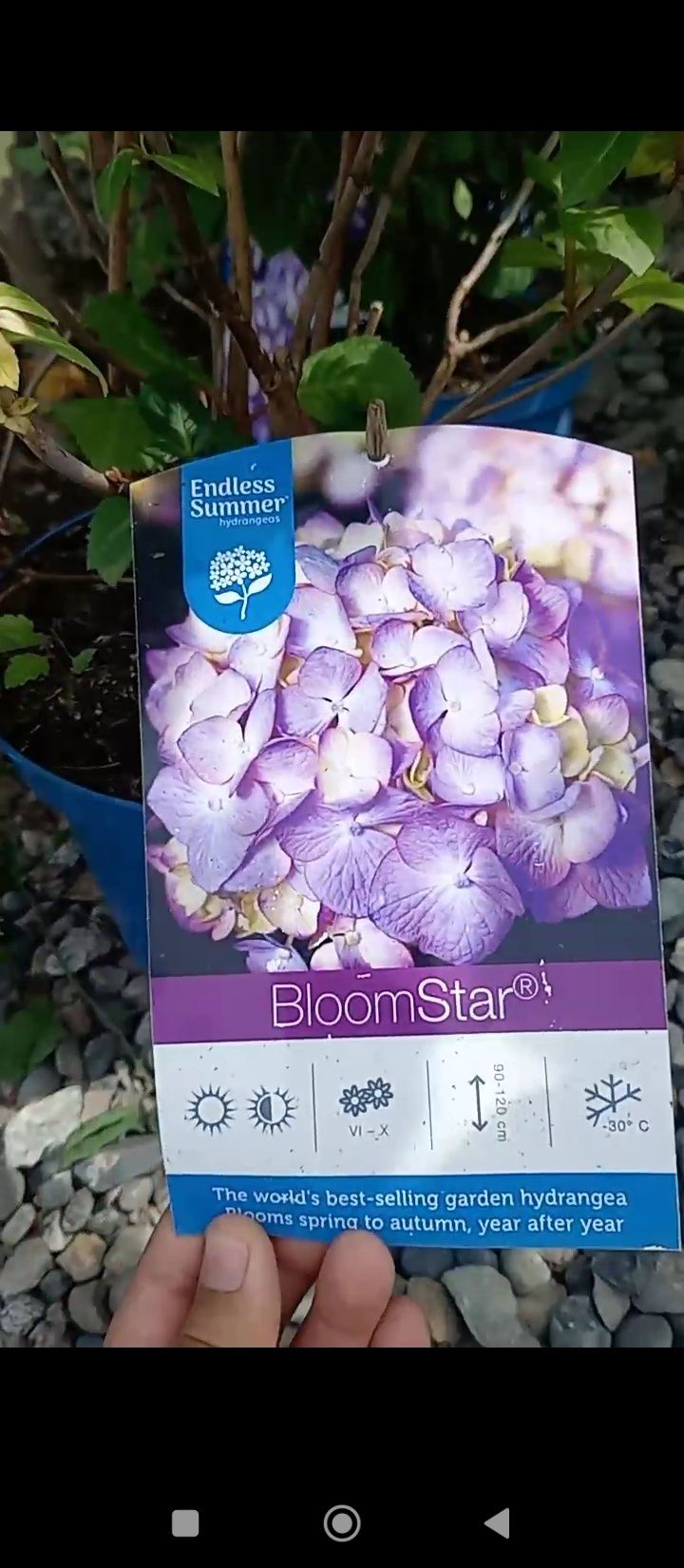 Гортензия Блум стар Endless Summer Bloom Star