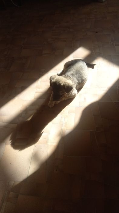 Щенок звонок девочка