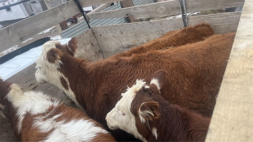 Молодняк подсос крс.