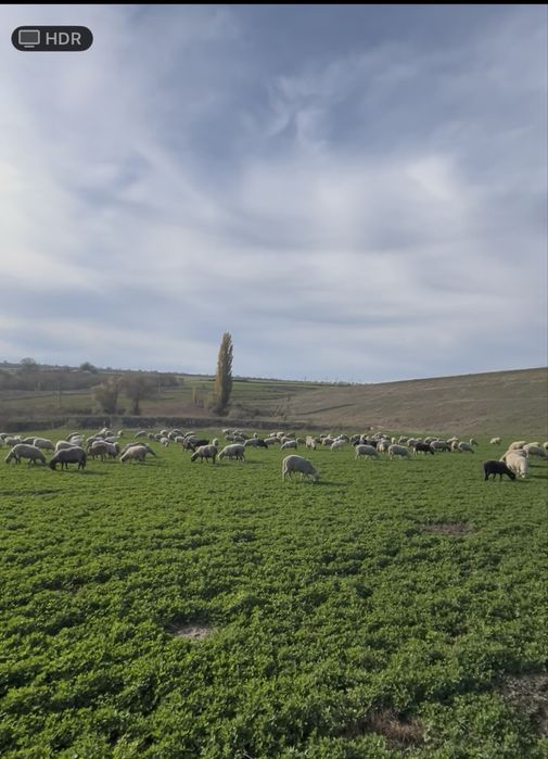 Vand oi bune de tinut