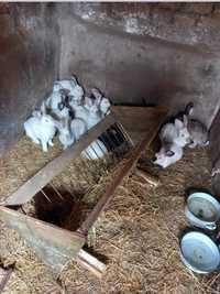 Зайци-домашна ферма