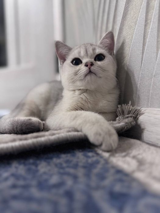 Serebristaya Shinshilla NS11