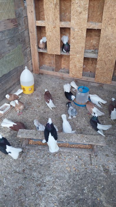 Продавам белослатински белоглави гълъби