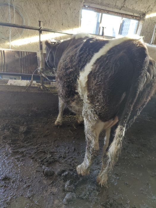 Бордақы сиыр сатылады