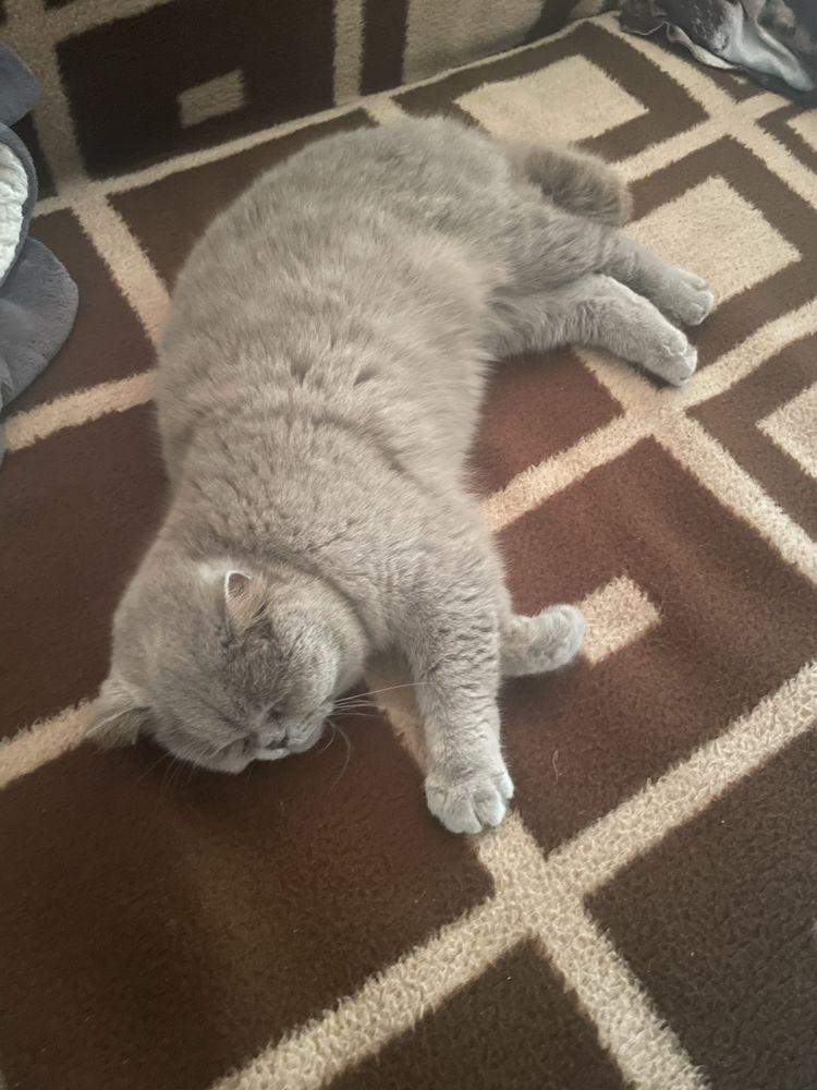Pisică british shorthaire