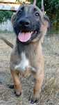 Ciobănesc belgian Malinois