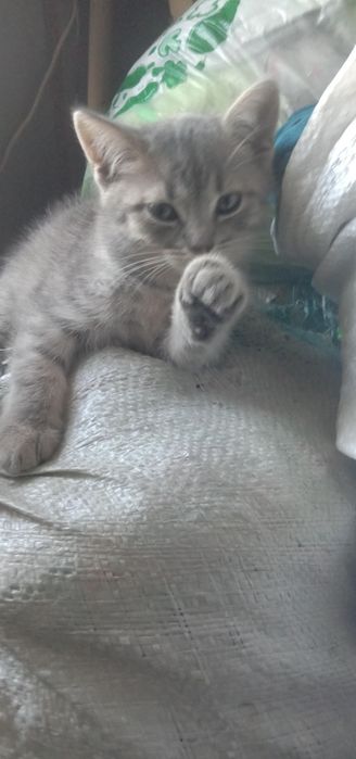 Отдам котят возможна доставка