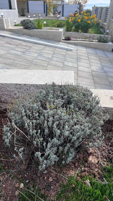 Lavanda matura(Anul 4)–tufa premium ghiveci 5L–bordura/terasă de vis